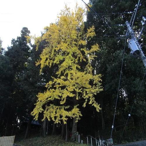 ラッパイチョウの木