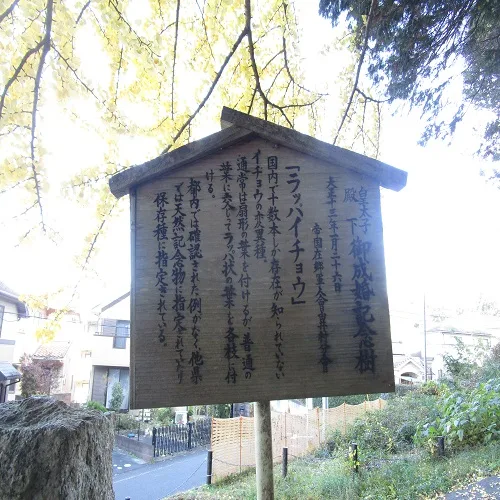 ラッパイチョウの説明板