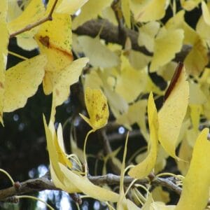 ラッパイチョウの黄葉