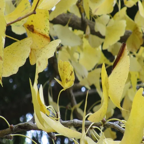 ラッパイチョウの黄葉