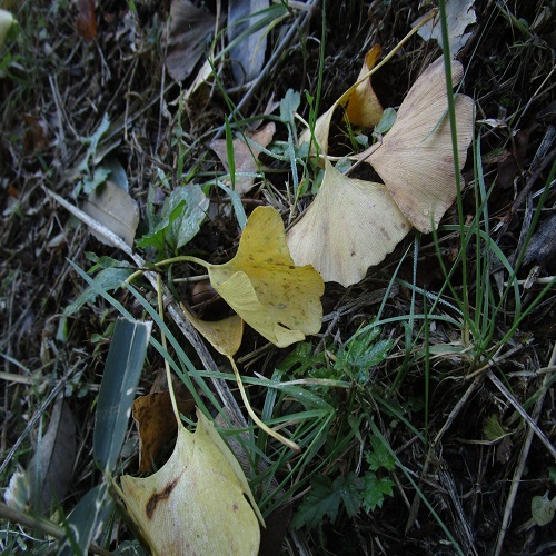 落葉したラッパイチョウの葉