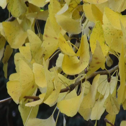 ラッパイチョウの葉