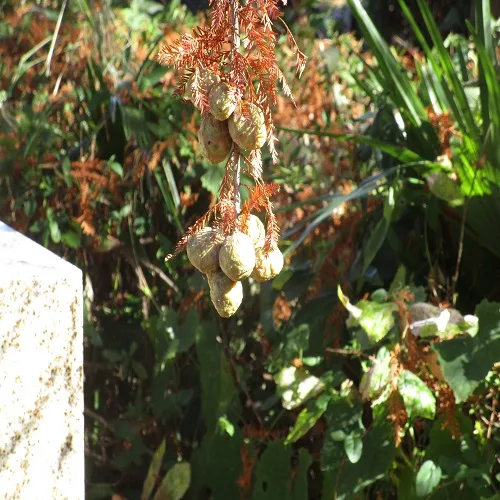 ラクウショウの実