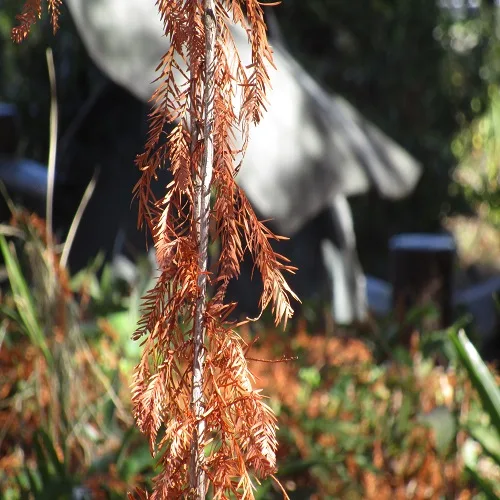 ラクウショウの葉