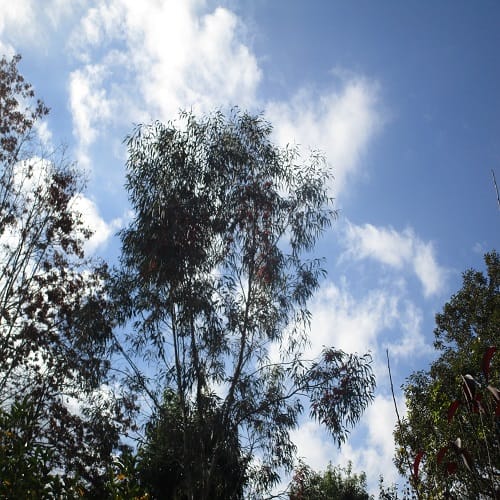 ユーカリノキの木の全体像