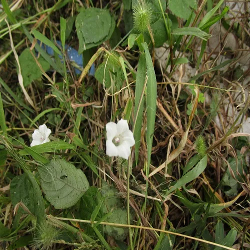 マメアサガオの花