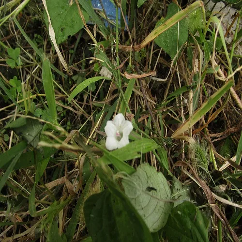 マメアサガオの花