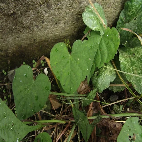 マメアサガオの葉