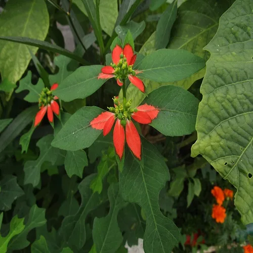 ショウジョウソウの花