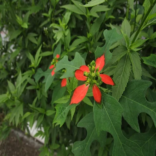 ショウジョウソウの花
