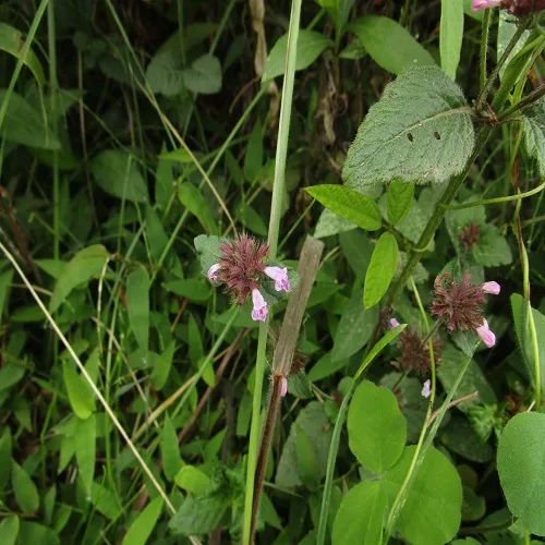 クルマバナの花