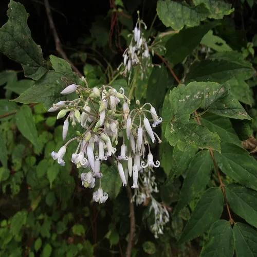 クサボタンの花