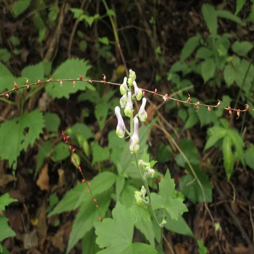 レイジンソウの花