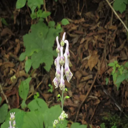 レイジンソウの花