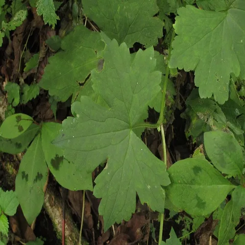 レイジンソウの葉