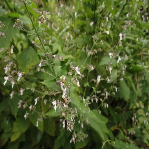 ヒキオコシの花