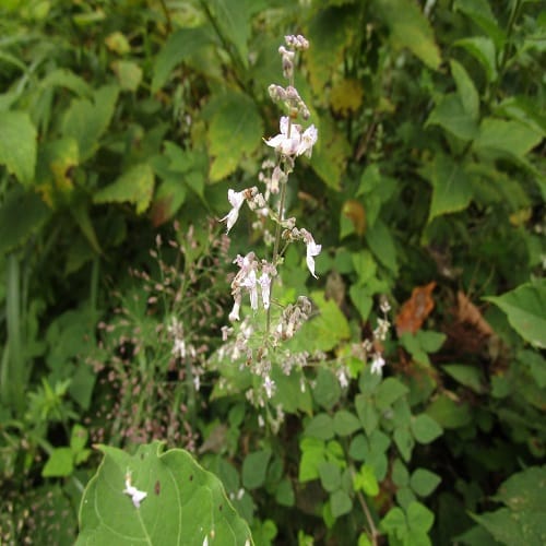 ヒキオコシの花
