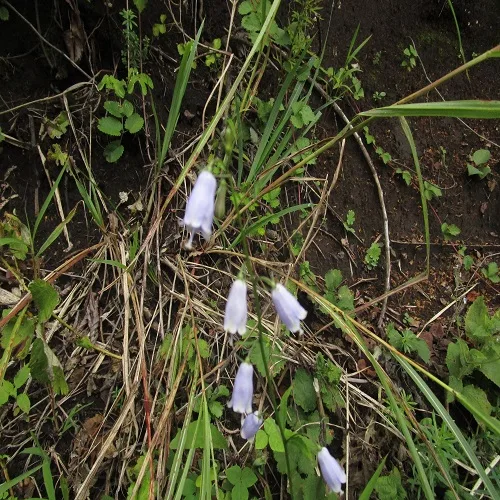 フクシマシャジン