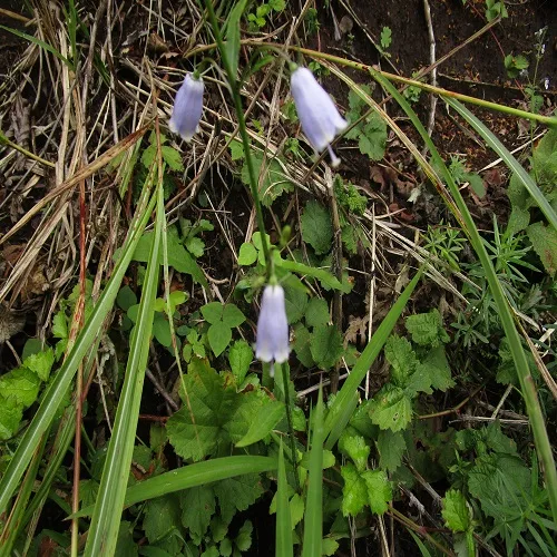 フクシマシャジンの花