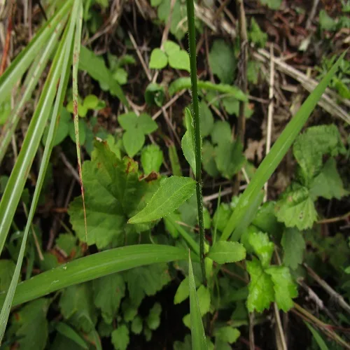 フクシマシャジンの葉