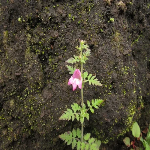 コシオガマの花