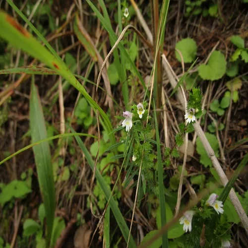 タチコゴメグサ