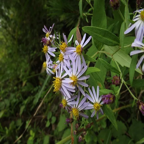 ノコンギクの花