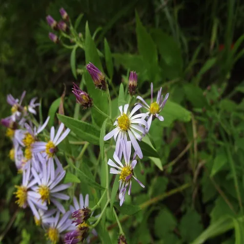 ノコンギクの花