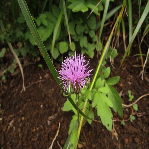 タムラソウの花