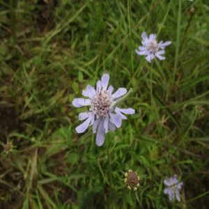 マツムシソウの花