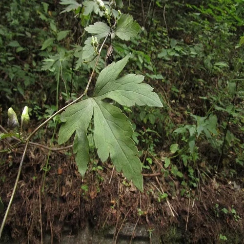 ヤマトリカブトの葉