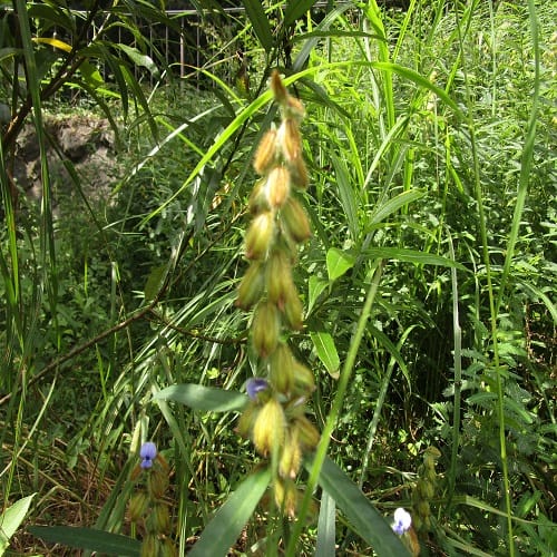 タヌキマメの豆果