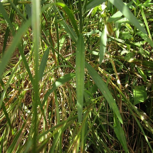 タヌキマメの葉