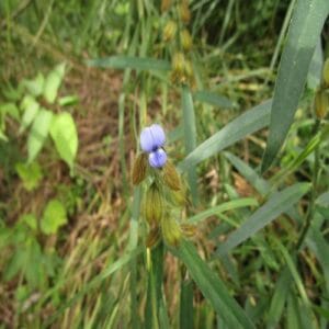 タヌキマメの花