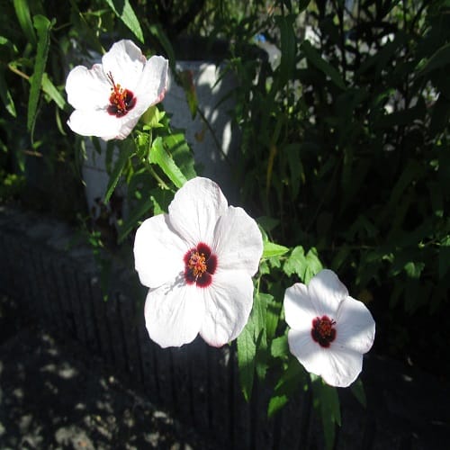 ヤノネボンテンカの花