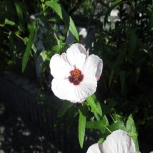 ヤノネボンテンカの花