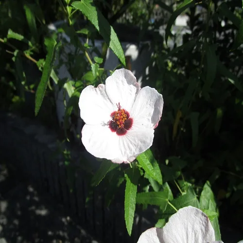 ヤノネボンテンカの花