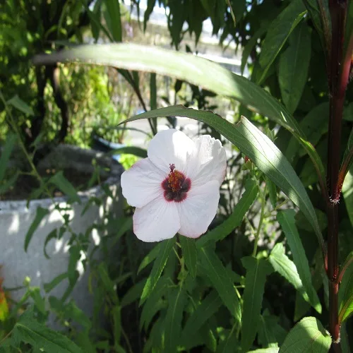 ヤノネボンテンカの花