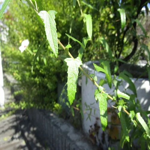 ヤノネボンテンカの葉