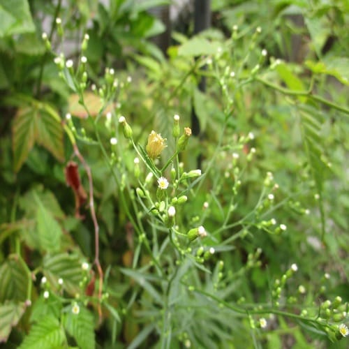 ヒロハホウキギクの花