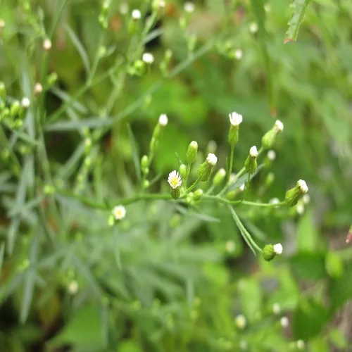 ヒロハホウキギク