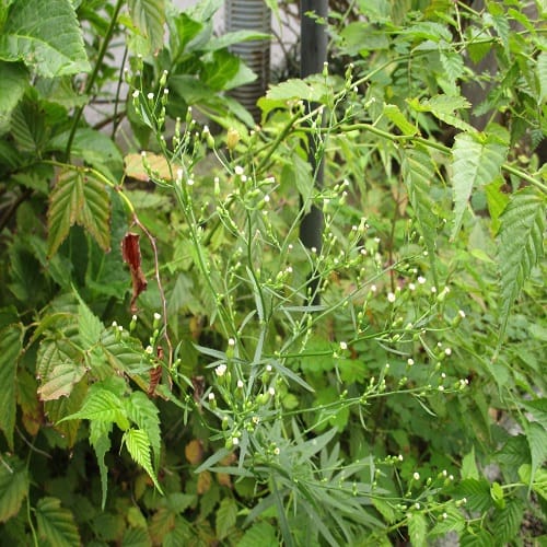 ヒロハホウキギクの全体像