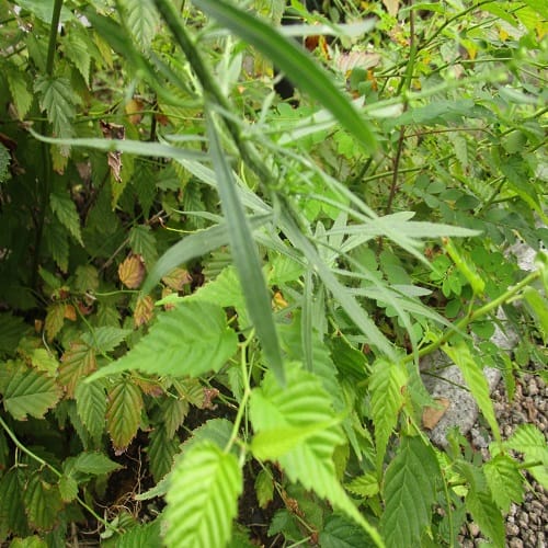 ヒロハホウキギクの葉