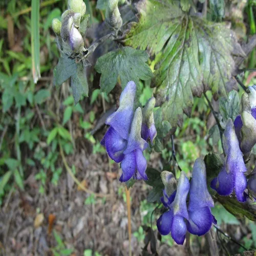 ヤマトリカブトの花