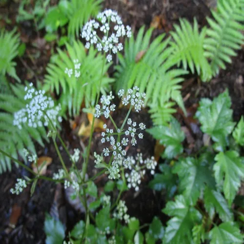 ヤマゼリの花