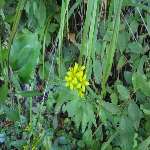 アキノキリンソウの花