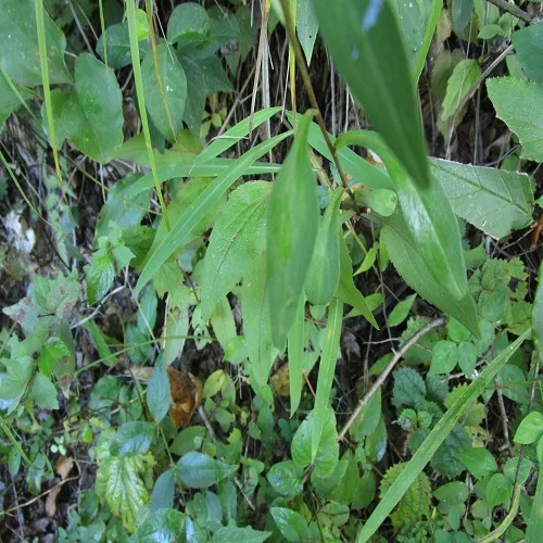 アキノキリンソウの葉