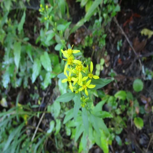 アキノキリンソウの花