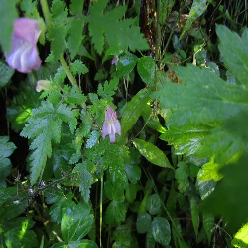 コシオガマの花