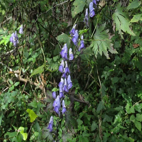 ヤマトリカブトの花